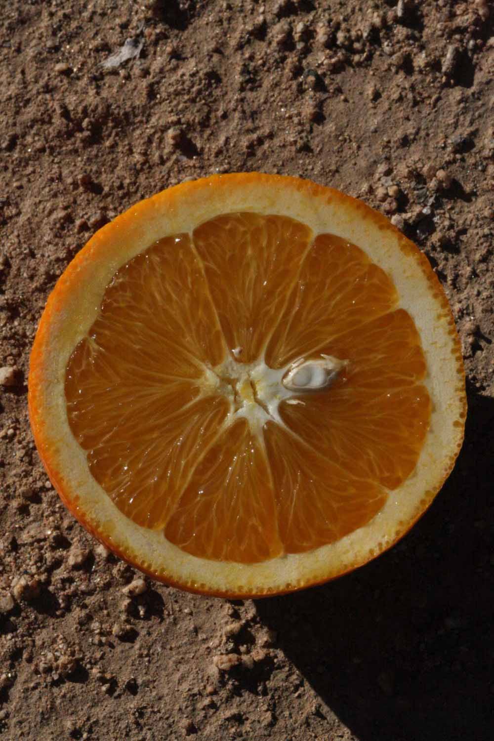            Fruit cross-section (Riverside, CA)   